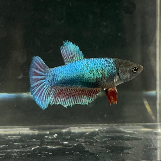 the-fish-farm Female Betta Female Betta - One Only - E Choose your own Female Betta at The Fish Farm Australia