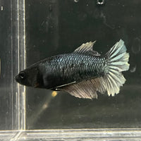 the-fish-farm Female Betta Female Betta - One Only - E Choose your own Female Betta at The Fish Farm Australia