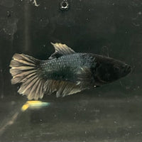 the-fish-farm Female Betta Female Betta - One Only - E Choose your own Female Betta at The Fish Farm Australia