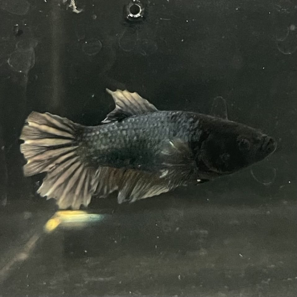 the-fish-farm Female Betta Female Betta - One Only - E Choose your own Female Betta at The Fish Farm Australia