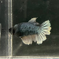 the-fish-farm Female Betta Female Betta - One Only - E Choose your own Female Betta at The Fish Farm Australia
