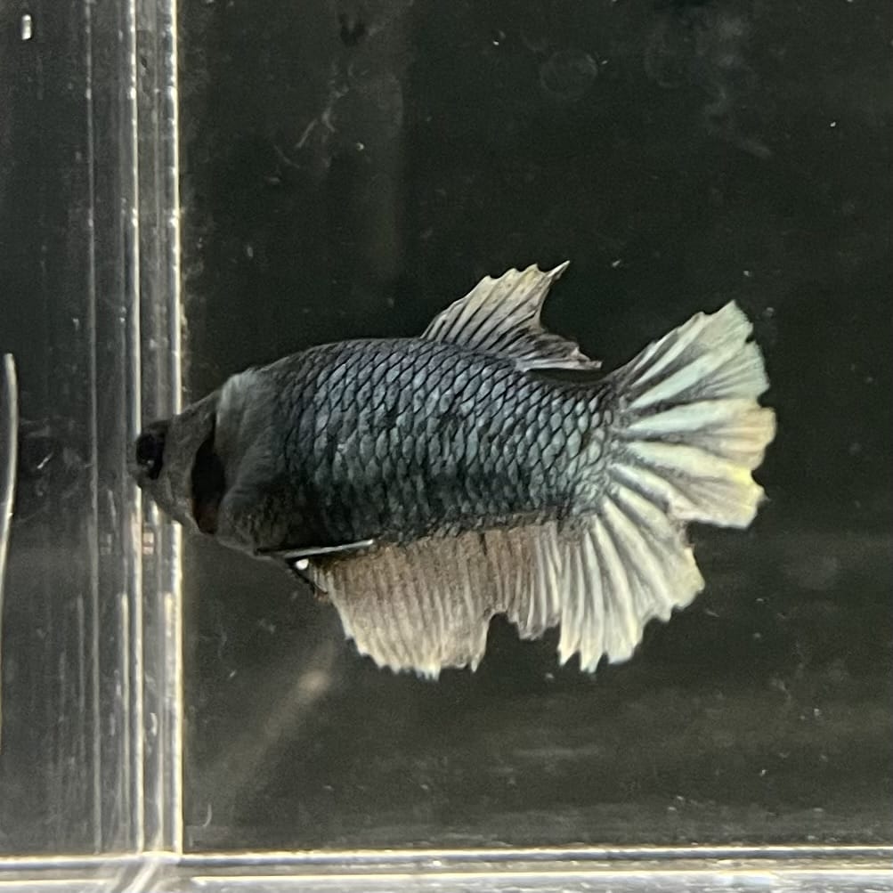 the-fish-farm Female Betta Female Betta - One Only - E Choose your own Female Betta at The Fish Farm Australia
