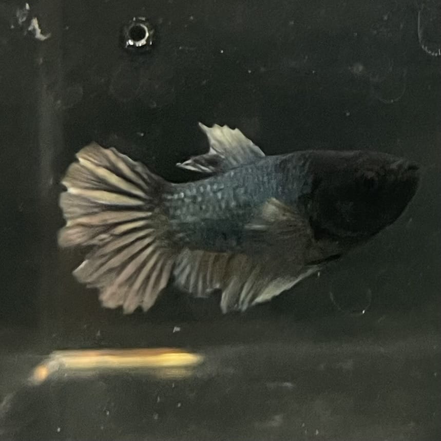 the-fish-farm Female Betta Female Betta - One Only - E Choose your own Female Betta at The Fish Farm Australia