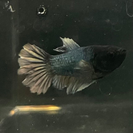 the-fish-farm Female Betta Female Betta - One Only - E Choose your own Female Betta at The Fish Farm Australia