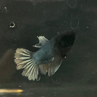 the-fish-farm Female Betta Female Betta - One Only - E Choose your own Female Betta at The Fish Farm Australia
