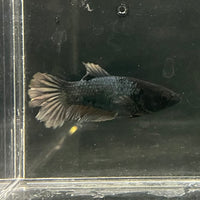 the-fish-farm Female Betta Female Betta - One Only - E Choose your own Female Betta at The Fish Farm Australia