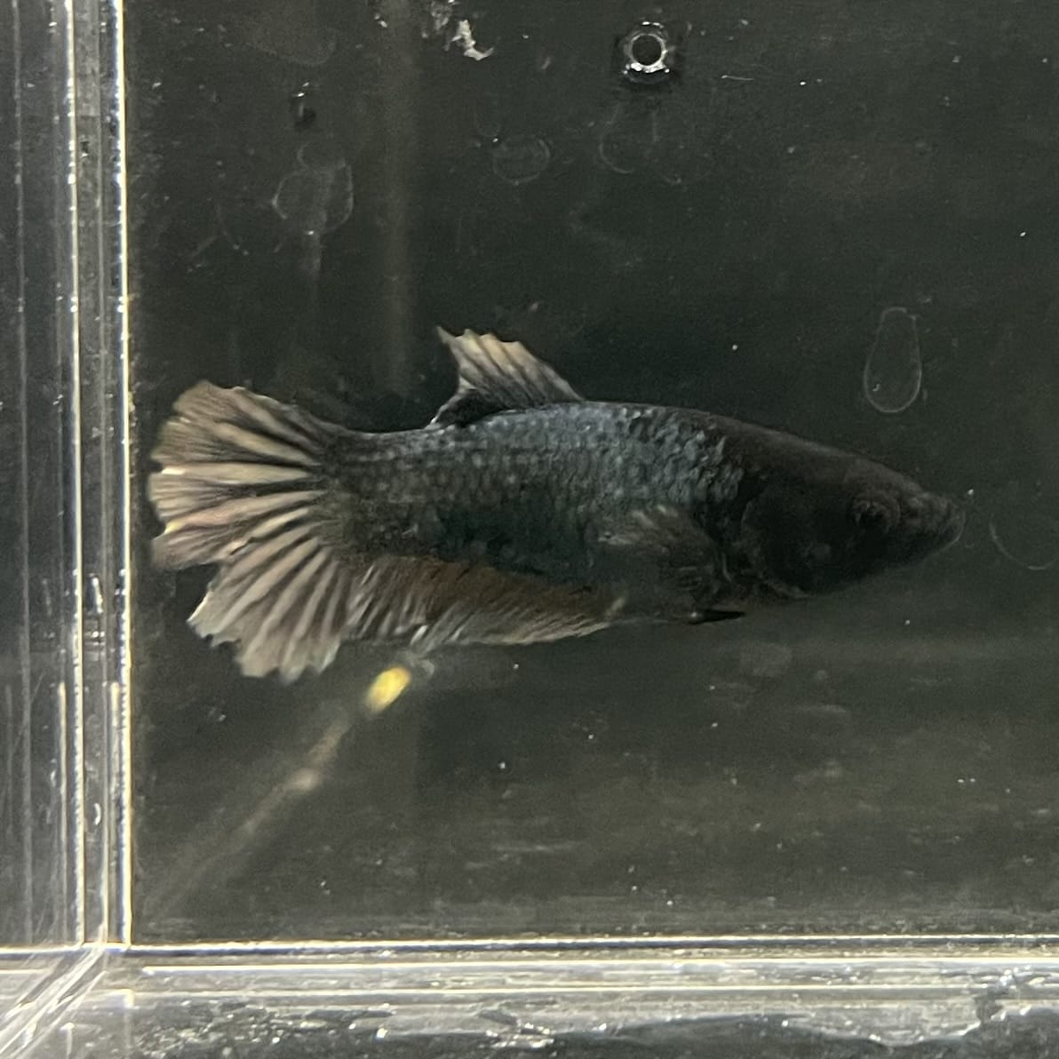 the-fish-farm Female Betta Female Betta - One Only - E Choose your own Female Betta at The Fish Farm Australia
