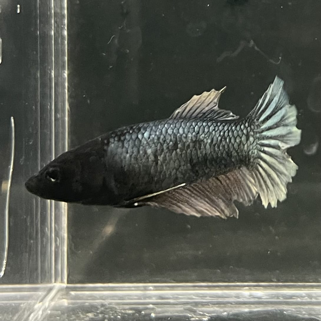 the-fish-farm Female Betta Female Betta - One Only - E Choose your own Female Betta at The Fish Farm Australia