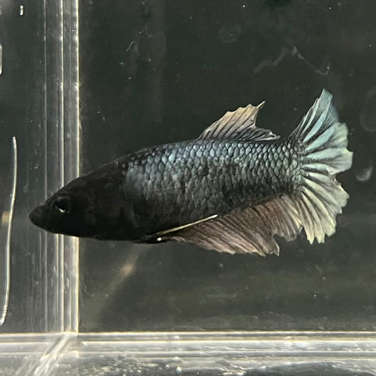the-fish-farm Female Betta Female Betta - One Only - E Choose your own Female Betta at The Fish Farm Australia