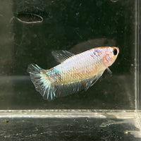 the-fish-farm Female Betta Female Betta - One Only - E Choose your own Female Betta at The Fish Farm Australia