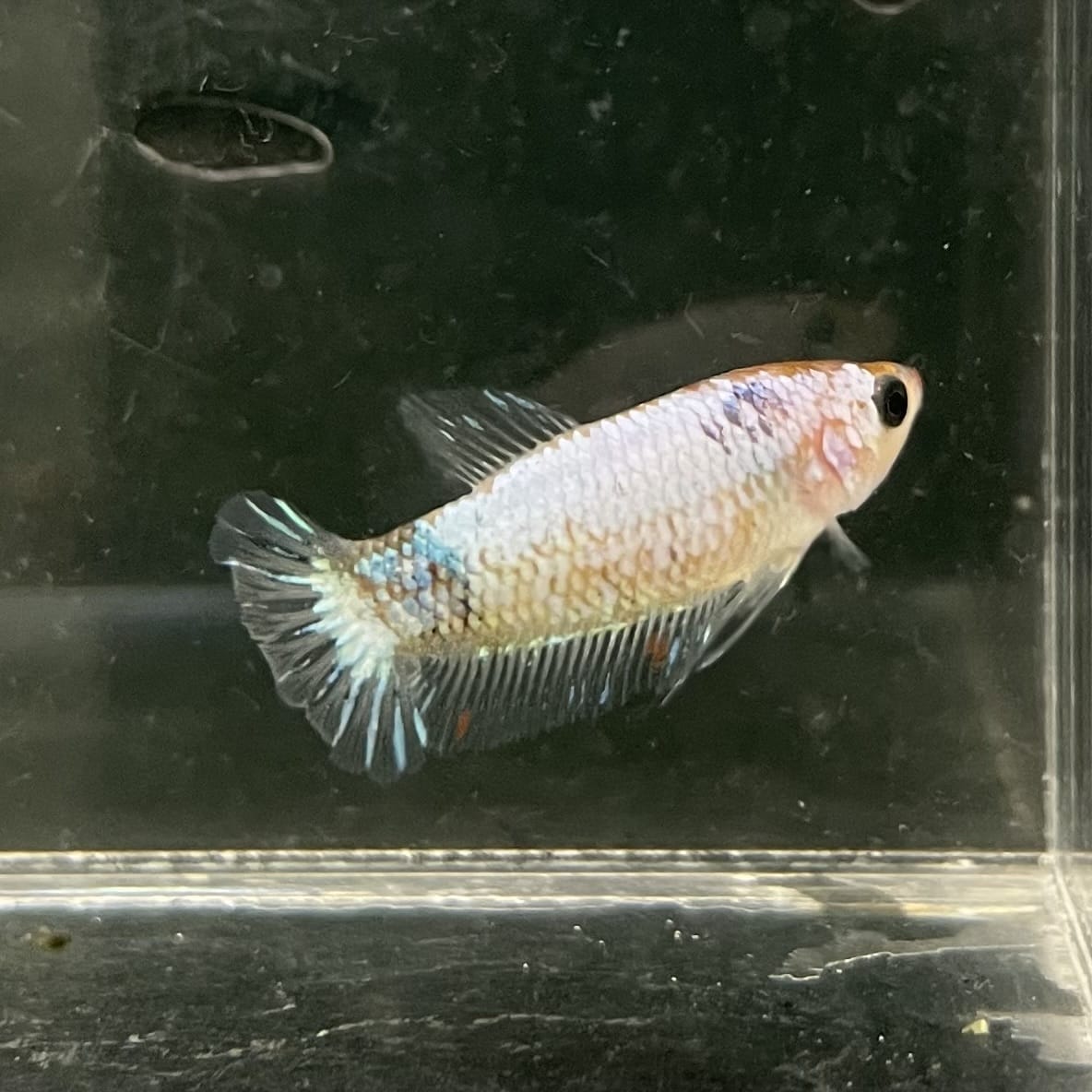 the-fish-farm Female Betta Female Betta - One Only - E Choose your own Female Betta at The Fish Farm Australia