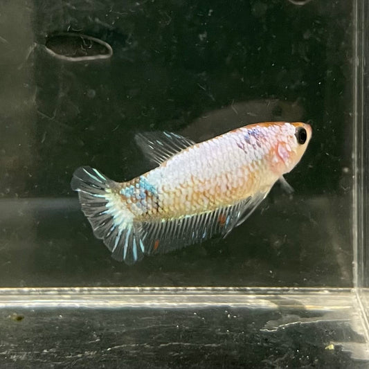 the-fish-farm Female Betta Female Betta - One Only - E Choose your own Female Betta at The Fish Farm Australia