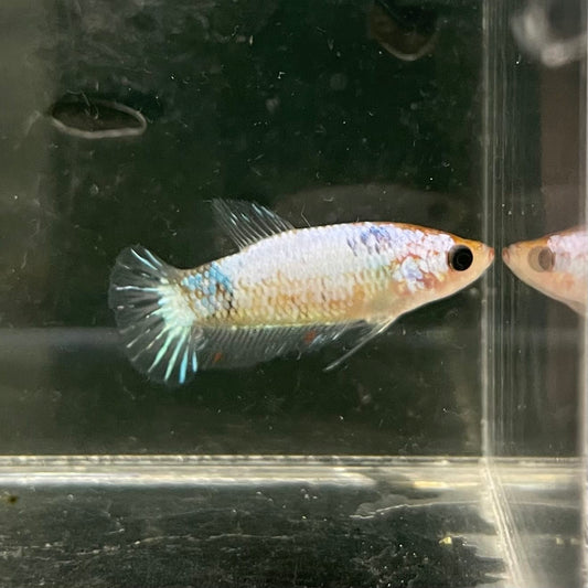 the-fish-farm Female Betta Female Betta - One Only - E Choose your own Female Betta at The Fish Farm Australia