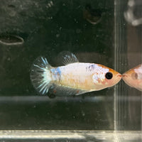 the-fish-farm Female Betta Female Betta - One Only - E Choose your own Female Betta at The Fish Farm Australia