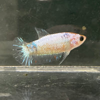 the-fish-farm Female Betta Female Betta - One Only - E Choose your own Female Betta at The Fish Farm Australia
