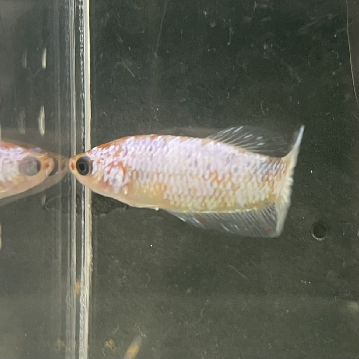 the-fish-farm Female Betta Female Betta - One Only - E Choose your own Female Betta at The Fish Farm Australia