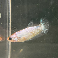 the-fish-farm Female Betta Female Betta - One Only - E Choose your own Female Betta at The Fish Farm Australia