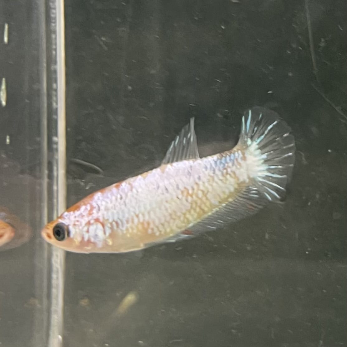 the-fish-farm Female Betta Female Betta - One Only - E Choose your own Female Betta at The Fish Farm Australia