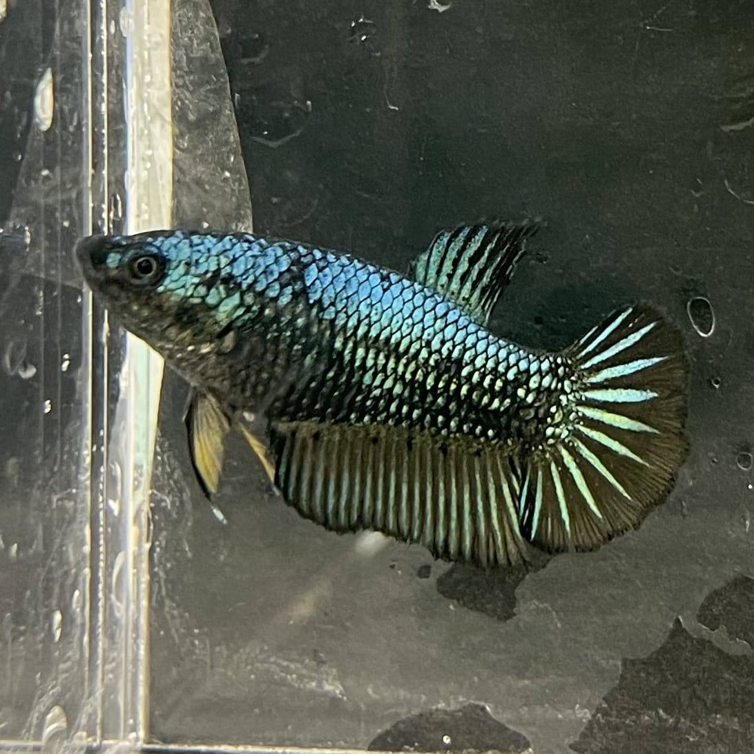 the-fish-farm Female Betta Female Betta - One Only - E Choose your own Female Betta at The Fish Farm Australia