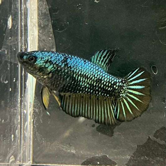the-fish-farm Female Betta Female Betta - One Only - E Choose your own Female Betta at The Fish Farm Australia