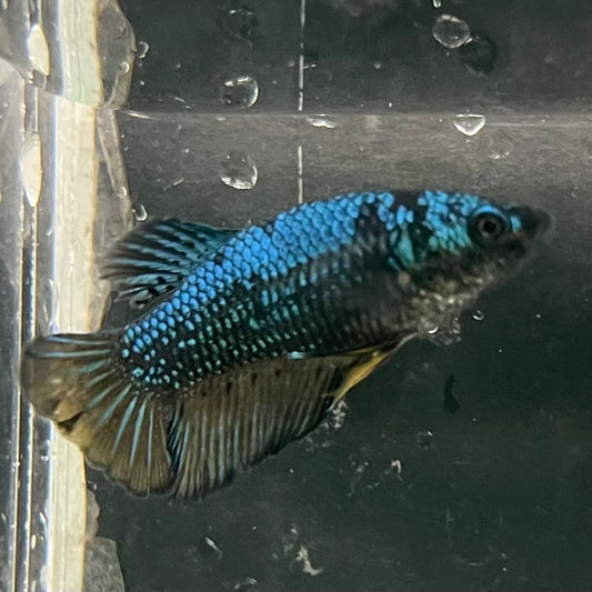 the-fish-farm Female Betta Female Betta - One Only - E Choose your own Female Betta at The Fish Farm Australia