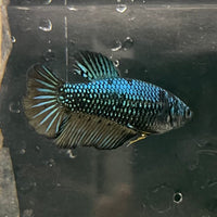 the-fish-farm Female Betta Female Betta - One Only - E Choose your own Female Betta at The Fish Farm Australia