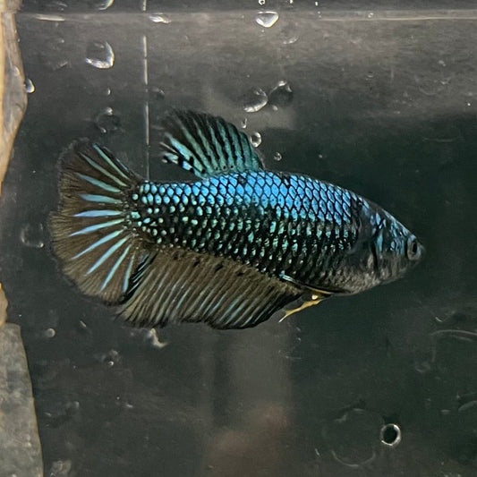 the-fish-farm Female Betta Female Betta - One Only - E Choose your own Female Betta at The Fish Farm Australia