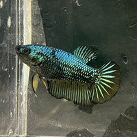 the-fish-farm Female Betta Female Betta - One Only - E Choose your own Female Betta at The Fish Farm Australia
