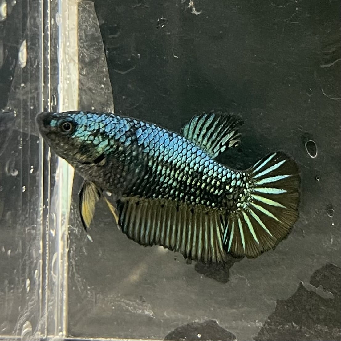 the-fish-farm Female Betta Female Betta - One Only - E Choose your own Female Betta at The Fish Farm Australia