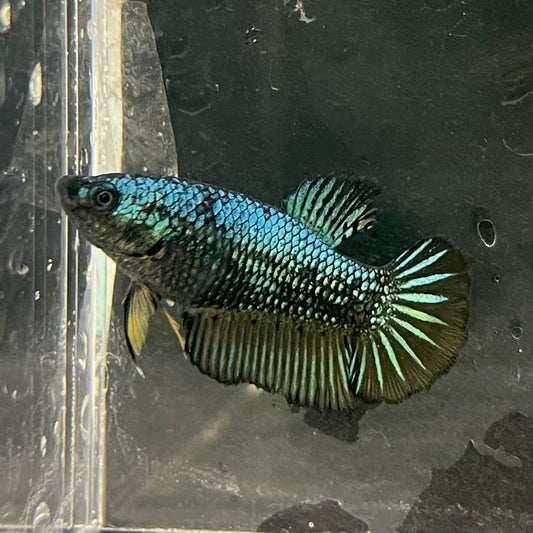the-fish-farm Female Betta Female Betta - One Only - E Choose your own Female Betta at The Fish Farm Australia