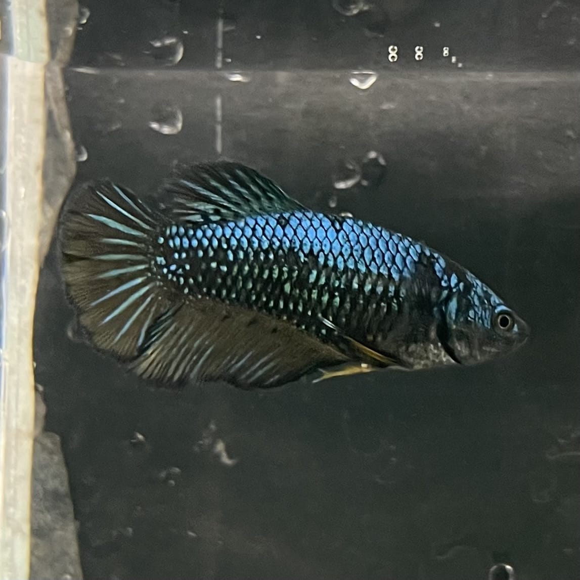 the-fish-farm Female Betta Female Betta - One Only - E Choose your own Female Betta at The Fish Farm Australia