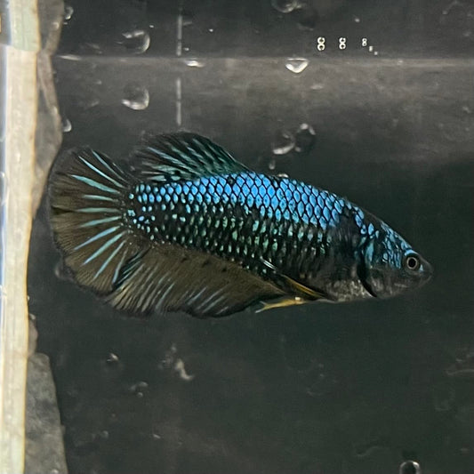 the-fish-farm Female Betta Female Betta - One Only - E Choose your own Female Betta at The Fish Farm Australia