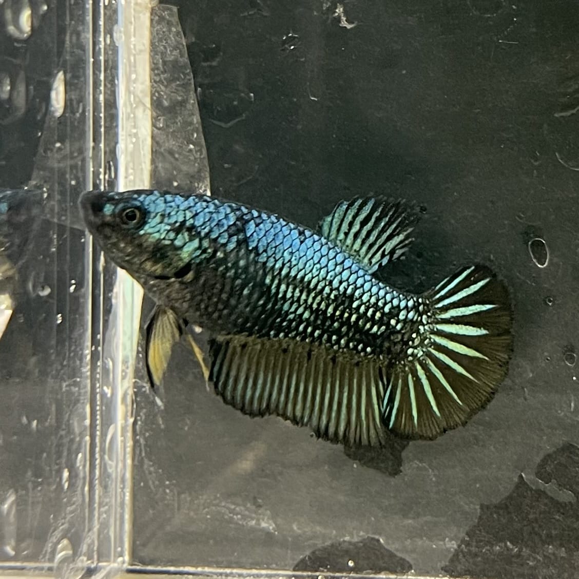 the-fish-farm Female Betta Female Betta - One Only - E Choose your own Female Betta at The Fish Farm Australia