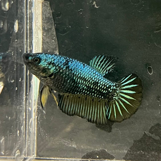 the-fish-farm Female Betta Female Betta - One Only - E Choose your own Female Betta at The Fish Farm Australia
