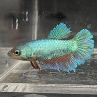 the-fish-farm Female Betta Female Betta - One Only - E Choose your own Female Betta at The Fish Farm Australia