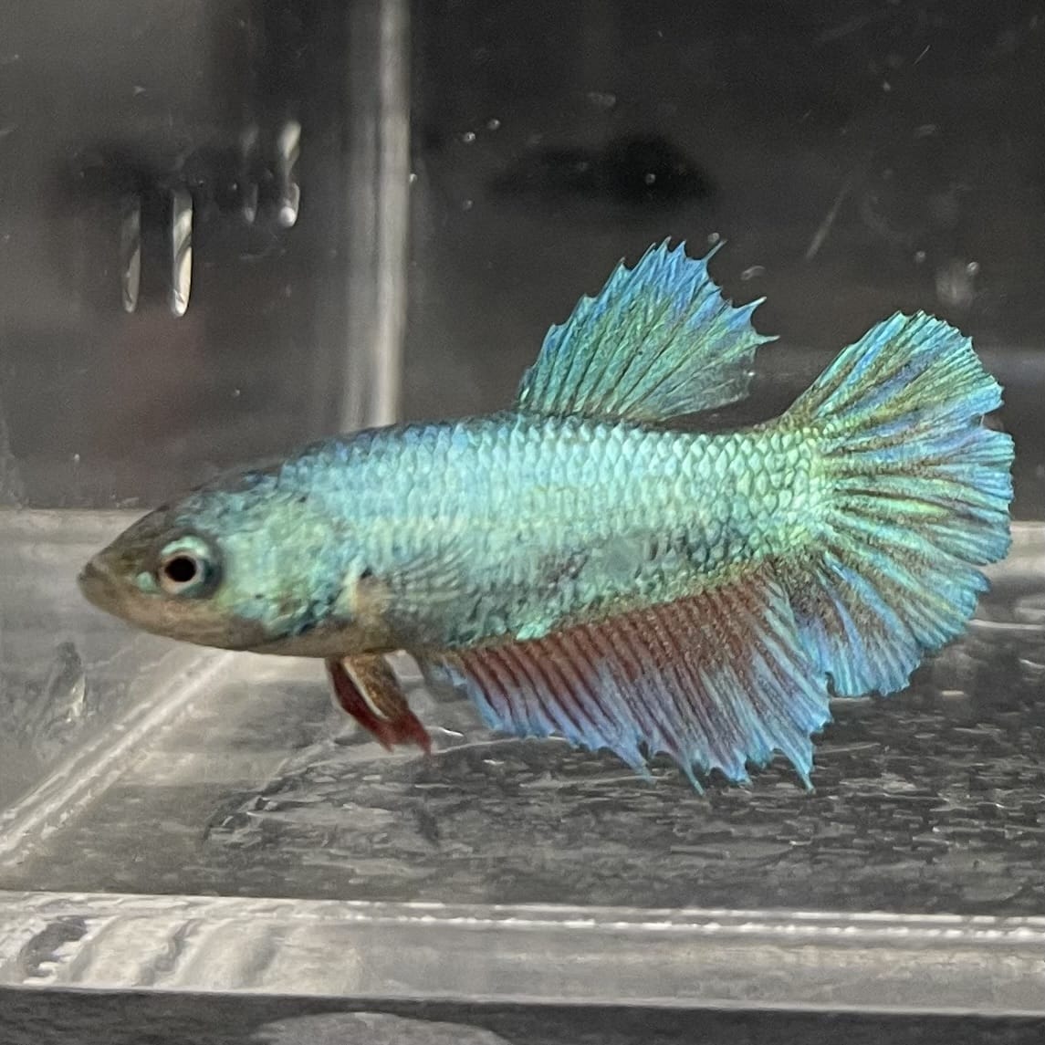 the-fish-farm Female Betta Female Betta - One Only - E Choose your own Female Betta at The Fish Farm Australia