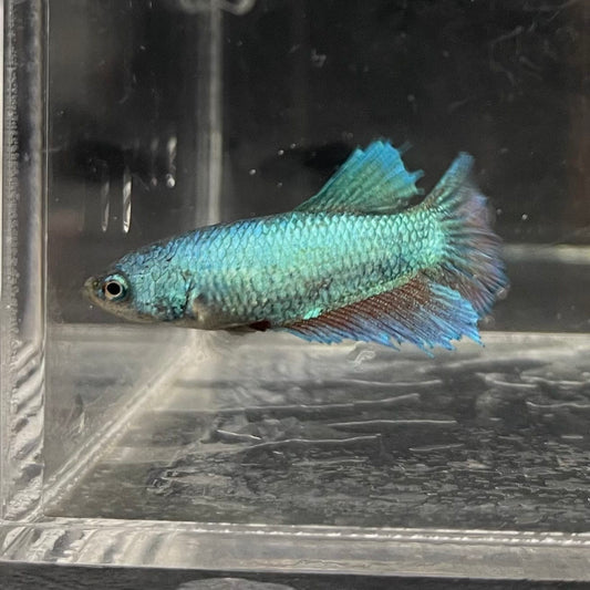 the-fish-farm Female Betta Female Betta - One Only - E Choose your own Female Betta at The Fish Farm Australia