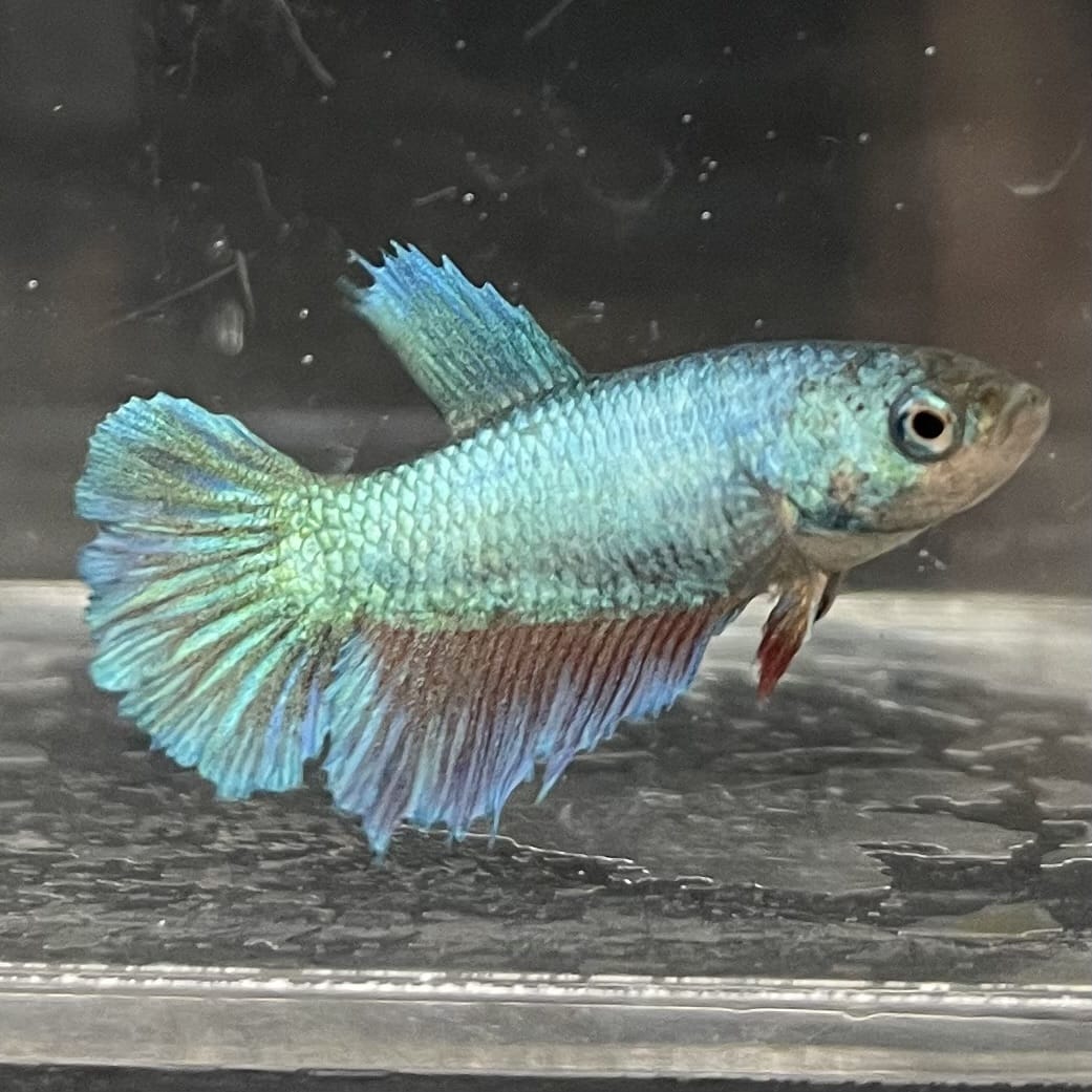 the-fish-farm Female Betta Female Betta - One Only - E Choose your own Female Betta at The Fish Farm Australia