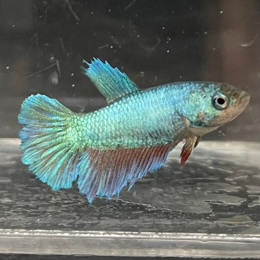 the-fish-farm Female Betta Female Betta - One Only - E Choose your own Female Betta at The Fish Farm Australia