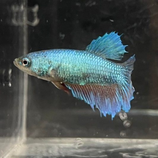 the-fish-farm Female Betta Female Betta - One Only - E Choose your own Female Betta at The Fish Farm Australia