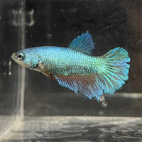 the-fish-farm Female Betta Female Betta - One Only - E Choose your own Female Betta at The Fish Farm Australia