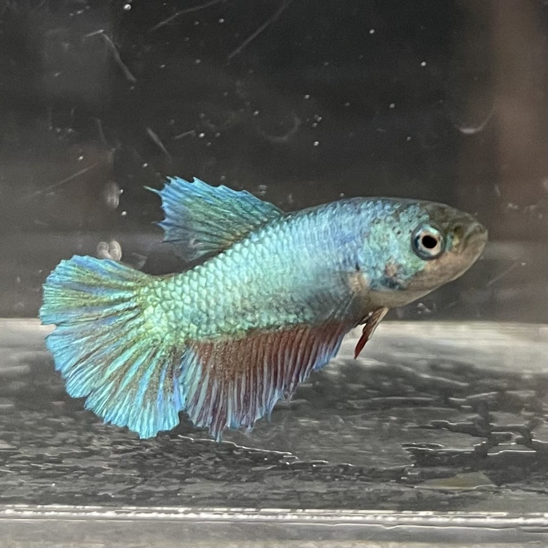 the-fish-farm Female Betta Female Betta - One Only - E Choose your own Female Betta at The Fish Farm Australia