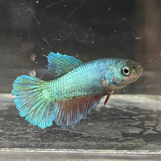 the-fish-farm Female Betta Female Betta - One Only - E Choose your own Female Betta at The Fish Farm Australia