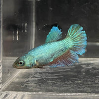 the-fish-farm Female Betta Female Betta - One Only - E Choose your own Female Betta at The Fish Farm Australia