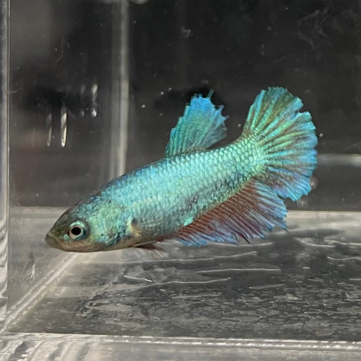 the-fish-farm Female Betta Female Betta - One Only - E Choose your own Female Betta at The Fish Farm Australia