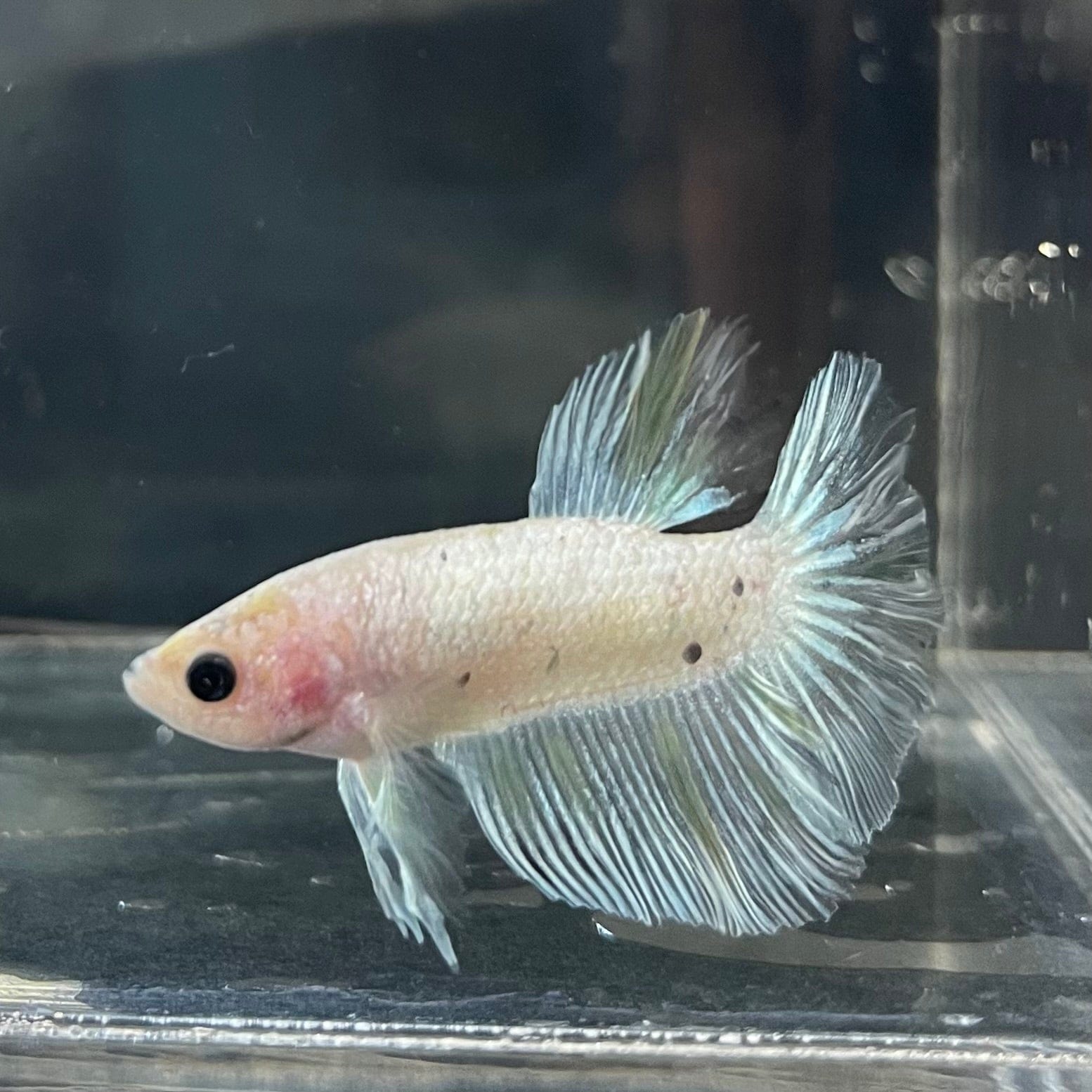 the-fish-farm Female Betta Female Betta - One Only - E Choose your own Female Betta at The Fish Farm Australia