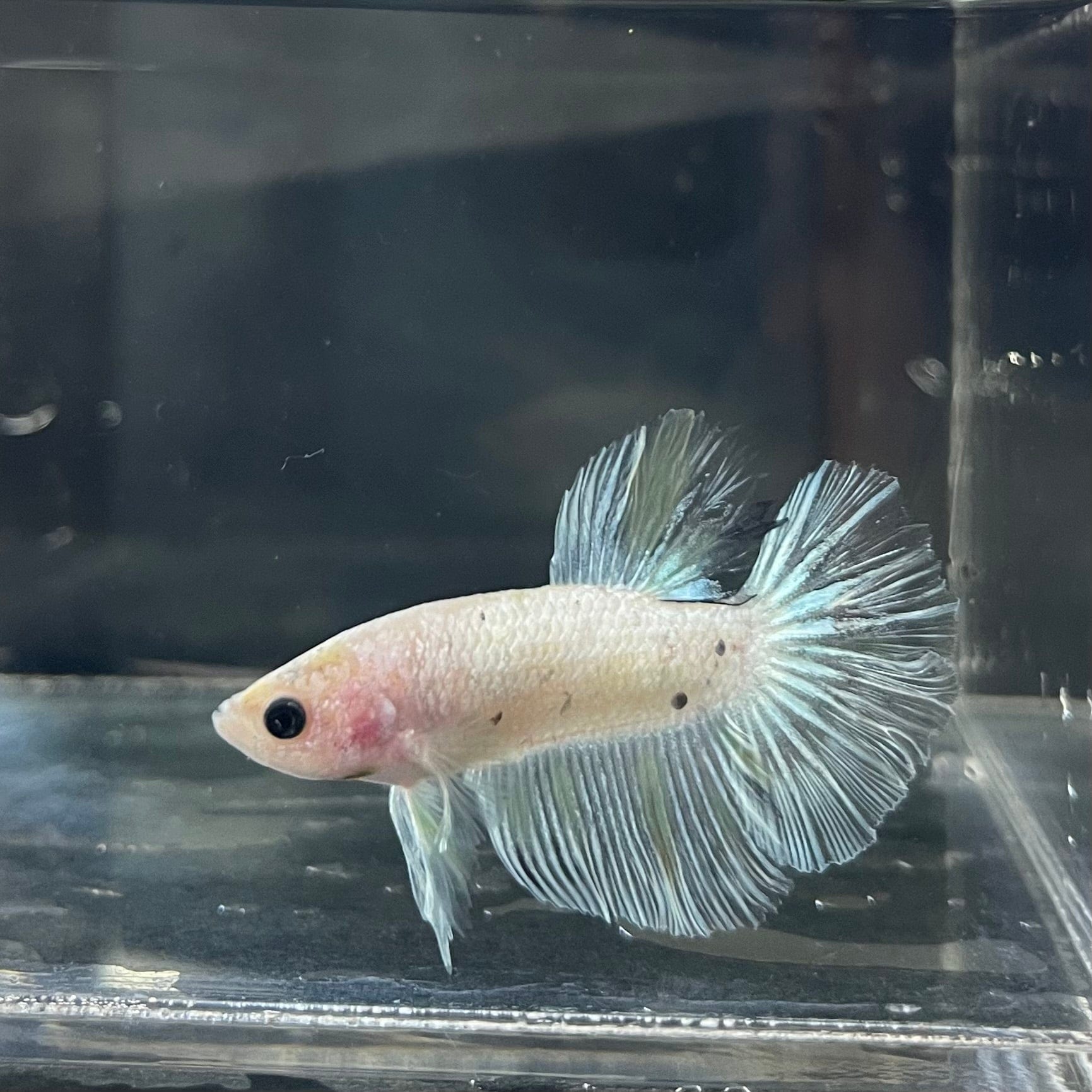 the-fish-farm Female Betta Female Betta - One Only - E Choose your own Female Betta at The Fish Farm Australia