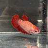 the-fish-farm Female Betta Female Betta - One Only - F Choose your own Female Betta at The Fish Farm Australia