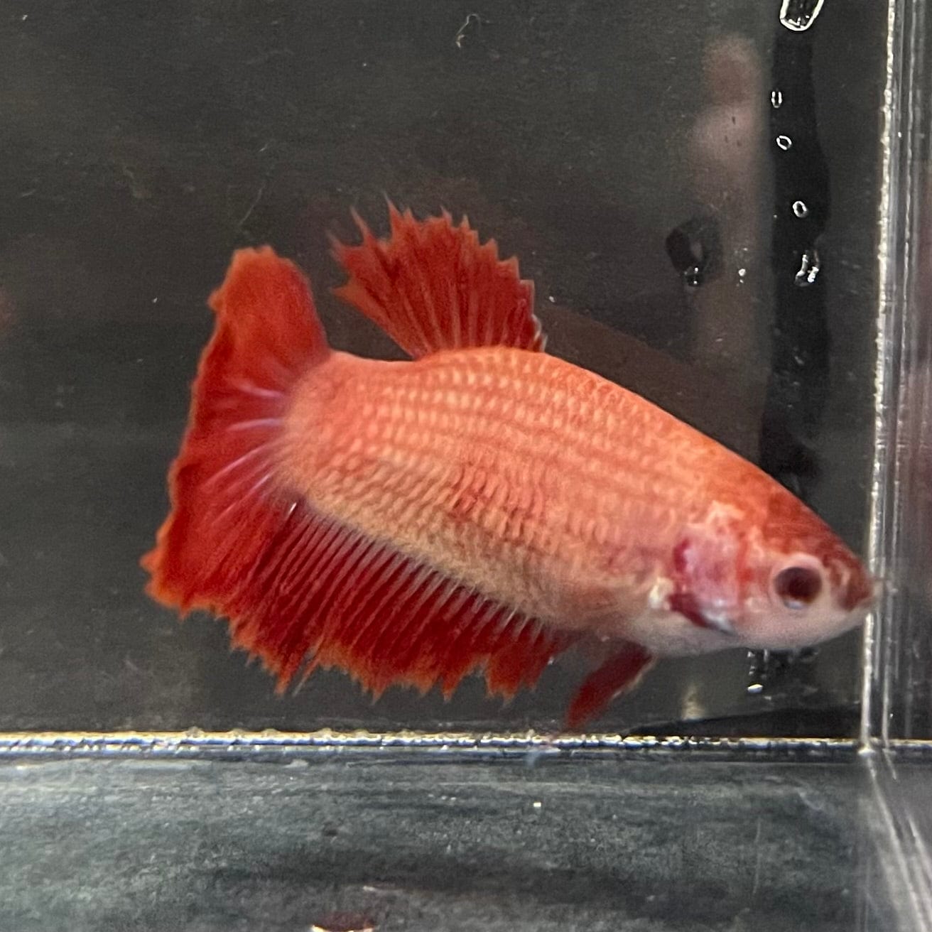 the-fish-farm Female Betta Female Betta - One Only - F Choose your own Female Betta at The Fish Farm Australia