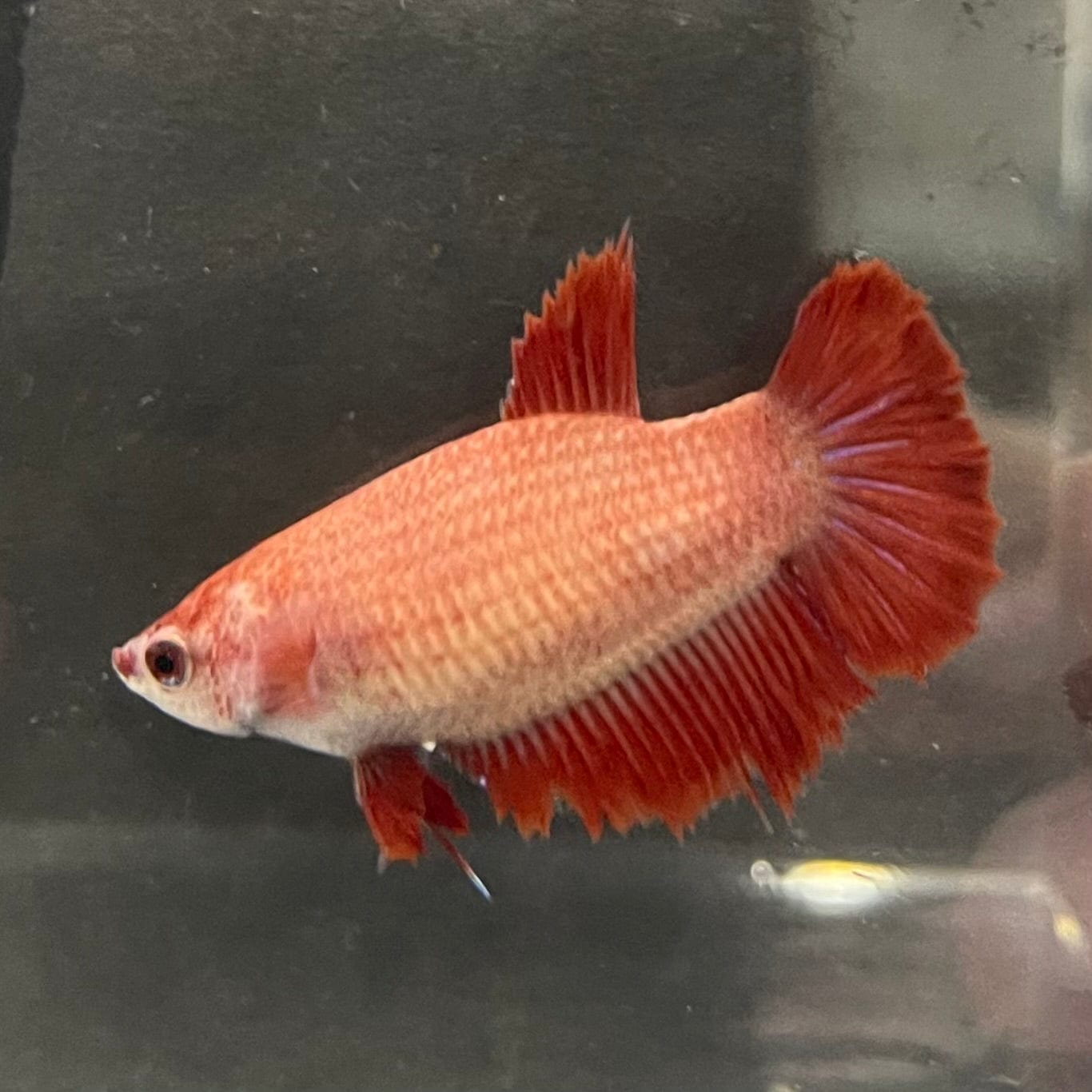 the-fish-farm Female Betta Female Betta - One Only - F Choose your own Female Betta at The Fish Farm Australia